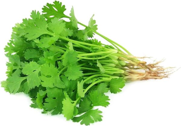 Dhania धनिया